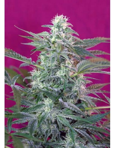 Sweet Seeds - Big Foot Femminizzata - 5 Semi + 2 Gratis