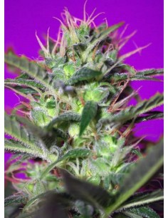 Sweet Seeds - Botafumeiros Femminizzata - 5 Semi + 2 Gratis