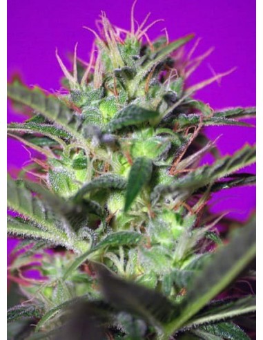 Sweet Seeds - Botafumeiros Femminizzata - 5 Semi + 2 Gratis