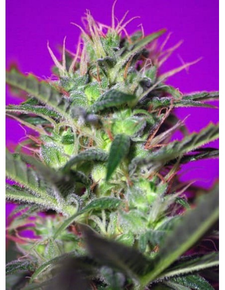 Sweet Seeds - Botafumeiros Femminizzata - 5 Semi + 2 Gratis
