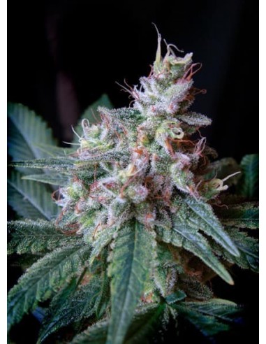 Sweet Seeds - Cream Caramel Femminizzata - 3 Semi + 1 Gratis