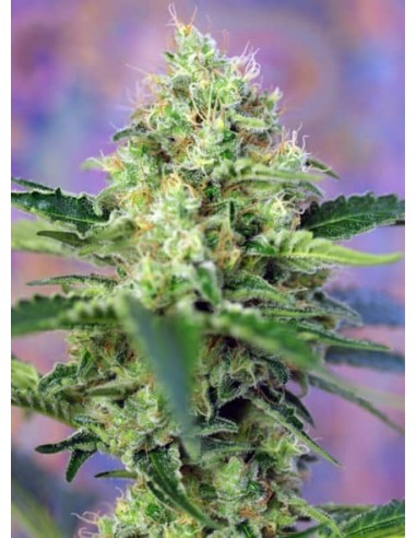 Sweet Seeds - Crystal Candy Femminizzata - 3 Semi + 1 Gratis