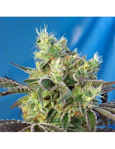 Sweet Seeds - Do Sweet Dos Femminizzata - 5 Semi + 2 Gratis