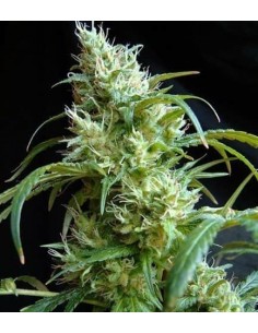 Sweet Seeds - Flash Back #2 Femminizzata - 5 Semi + 2 Gratis