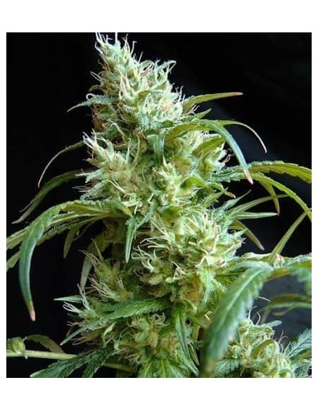 Sweet Seeds - Flash Back #2 Femminizzata - 5 Semi + 2 Gratis