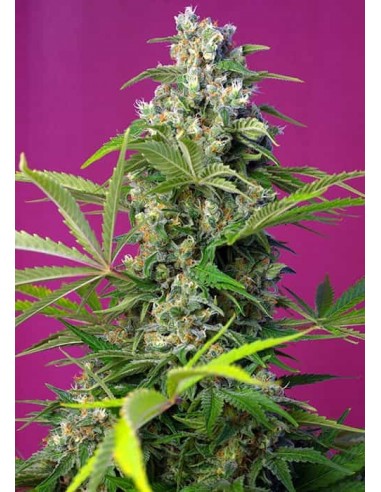 Sweet Seeds - Gorilla Girl Femminizzata - 3 Semi + 1 Gratis