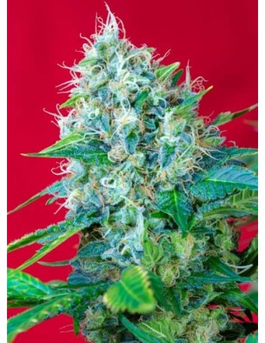 Sweet Seeds - Green Poison Femminizzata - 25 Semi