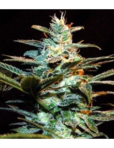 Sweet Seeds - NYC Diesel - 3 Semi + 1 Gratis Fem