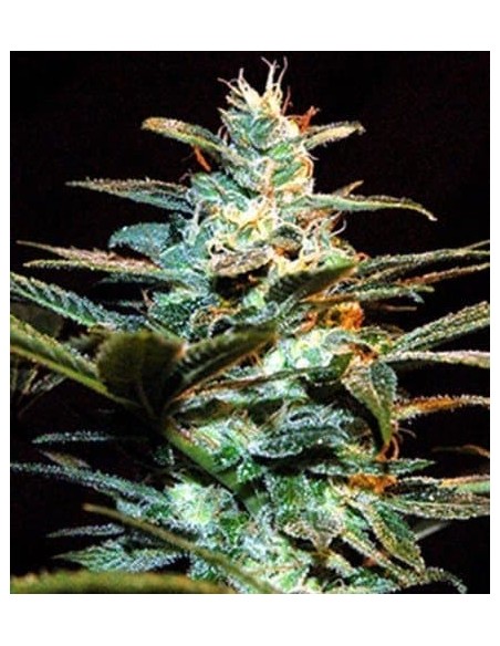 Sweet Seeds - NYC Diesel - 3 Semi + 1 Gratis Fem