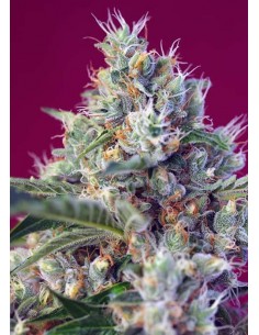 Sweet Seeds - Indigo Berry Kush - 3 Semi + 1 Gratis Fem 2