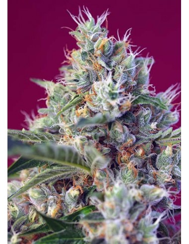 Sweet Seeds - Indigo Berry Kush Femminizzata - 5 Semi + 2 Gratis