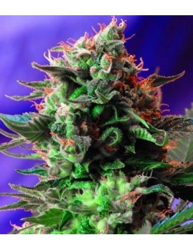 Sweet Seeds - Jack 47 Femminizzata - 3 Semi + 1 Gratis