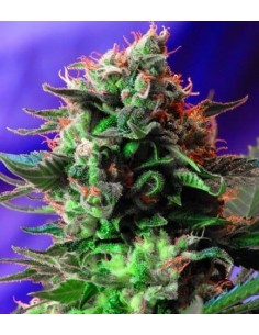 Sweet Seeds - Jack 47 Femminizzata - 5 Semi + 2 Gratis