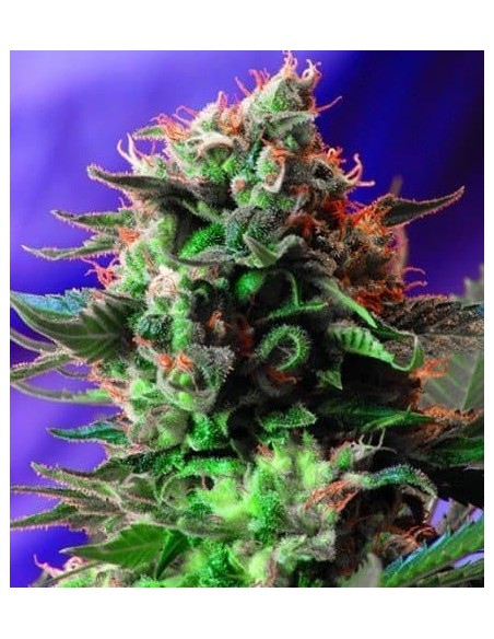 Sweet Seeds - Jack 47 Femminizzata - 5 Semi + 2 Gratis