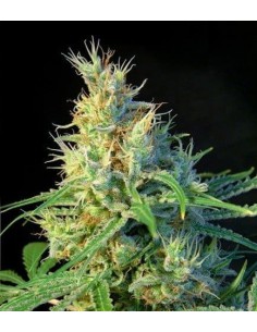 Sweet Seeds - Psicodelicia Femminizzata - 3 Semi + 1 Gratis
