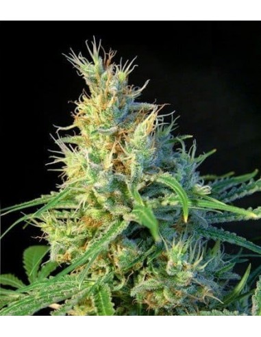 Sweet Seeds - Psicodelicia Femminizzata - 3 Semi + 1 Gratis