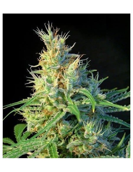 Sweet Seeds - Psicodelicia - 5 Semi + 2 Gratis Fem