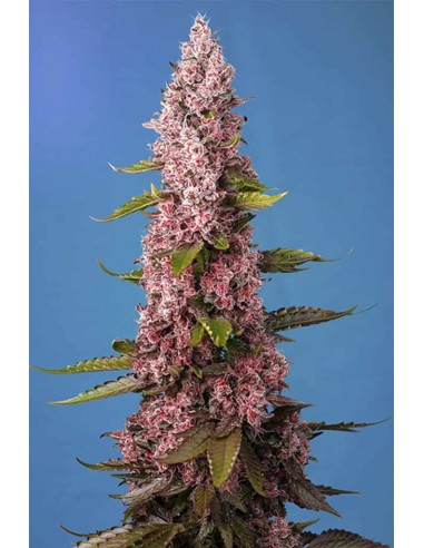 Sweet Seeds - Red Hot Cookies Femminizzata - 3 Semi + 1 Gratis