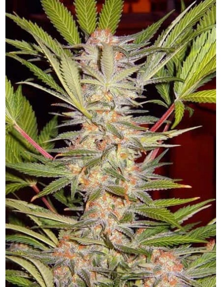 Sweet Seeds - S.A.D Sweet Afgani Delicious S1 Femminizzata - 3 Semi + 1 Gratis