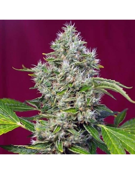 Sweet Seeds - San Fernando Lemon Kush Femminizzata - 3 Semi + 1 Gratis