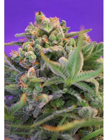 Sweet Seeds - Sweet Cheese Femminizzata - 3 Semi + 1 Gratis