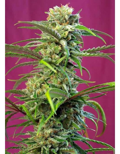 Sweet Seeds - Sweet Tai Femminizzata - 3 Semi + 1 Gratis