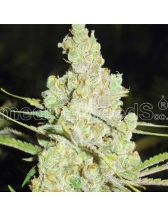 Medical Seeds - 1024 Femminizzata - 3 Semi