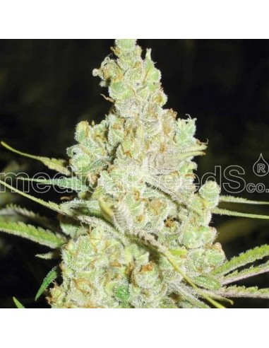 Medical Seeds - 1024 Femminizzata - 3 Semi