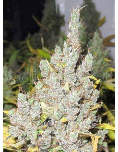 Medical Seeds - 2046 Femminizzata - 3 Semi