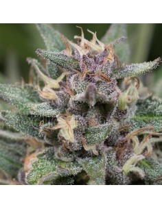 Medical Seeds - Blue Hell Femminizzata - 5 Semi