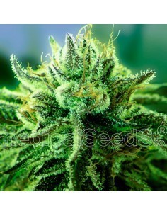 Medical Seeds - Canadian Kush 2.0 Femminizzata - 5 Semi