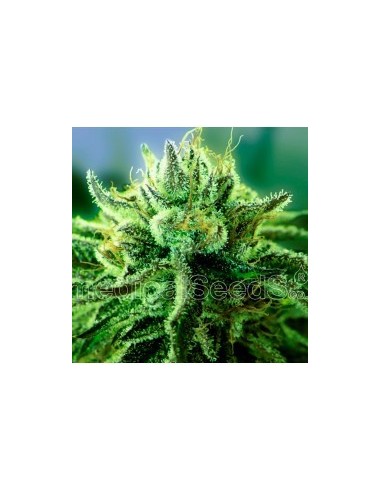 Medical Seeds - Canadian Kush 2.0 Femminizzata - 5 Semi