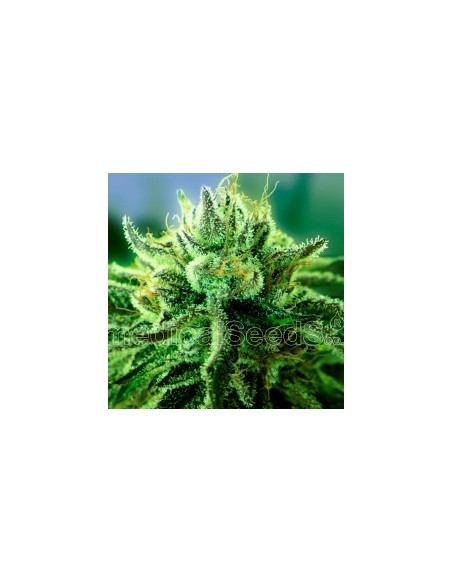 Medical Seeds - Canadian Kush 2.0 Femminizzata - 5 Semi