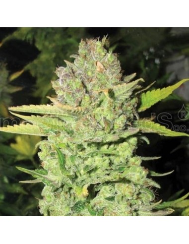 Medical Seeds - Devil Fruit Femminizzata - 3 Semi