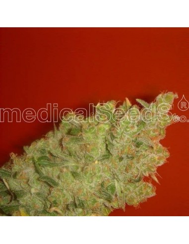 Medical Seeds - Jack La Mota Femminizzata - 3 Semi