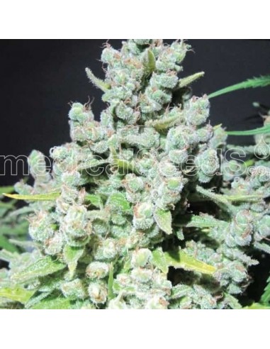 Medical Seeds - Malakoff Femminizzata - 3 Semi