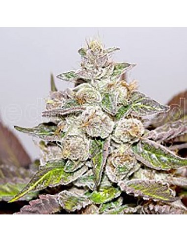 Medical Seeds - Mendocino Purple Kush Femminizzata - 3 Semi