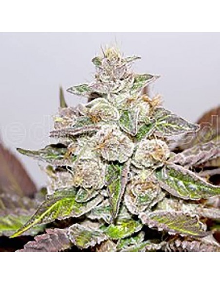Medical Seeds - Mendocino Purple Kush Femminizzata - 3 Semi