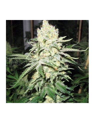 Medical Seeds - No Name Femminizzata - 3 Semi