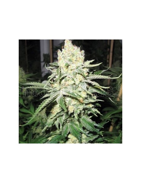 Medical Seeds - No Name Femminizzata - 3 Semi