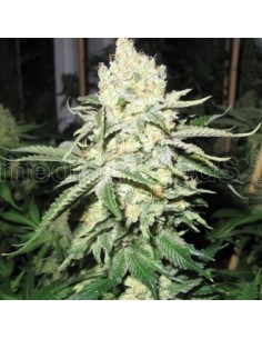 Medical Seeds - No Name Femminizzata - 5 Semi