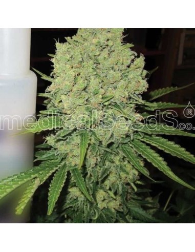 Medical Seeds - Prozack Femminizzata - 3 Semi