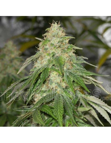 Medical Seeds - Some Sweet Femminizzata - 3 Semi