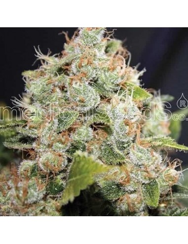 Medical Seeds - Sour Diesel Femminizzata - 3 Semi