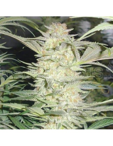 Medical Seeds - White Widow Femminizzata - 3 Semi