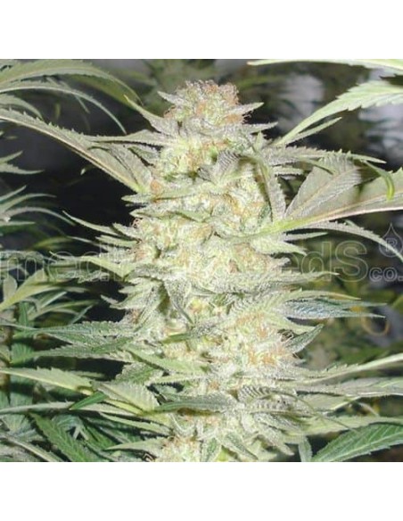 Medical Seeds - White Widow Femminizzata - 5 Semi Medical Seeds - White Widow Femminizzata - 5 Semi