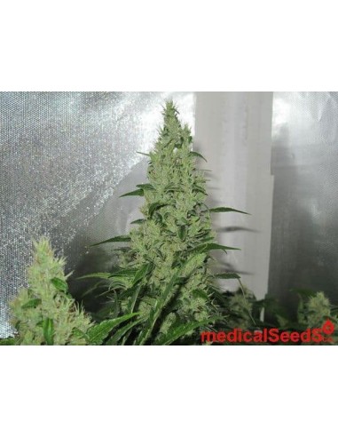 Medical Seeds - Y Griega Femminizzata - 3 Semi