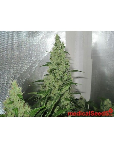 Medical Seeds - Y Griega Femminizzata - 5 Semi