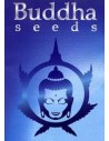 Buddha Seeds Auto