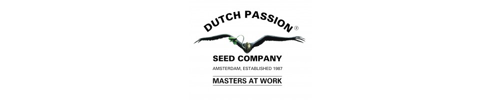 Dutch Passion semi femminizzati